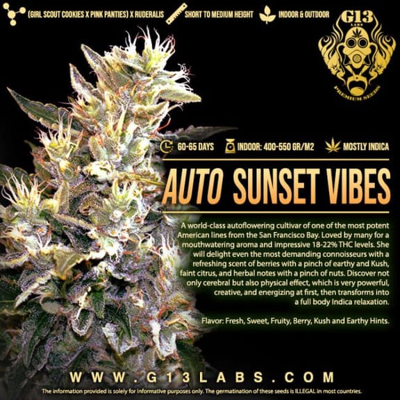 Sunset Vibes Auto Feminised Seeds - 5-G13L-SUNV-AUTO-FEM-5