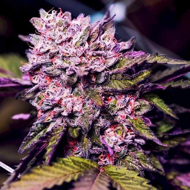 Gelato Feminized Seeds - 5-NV-GEL