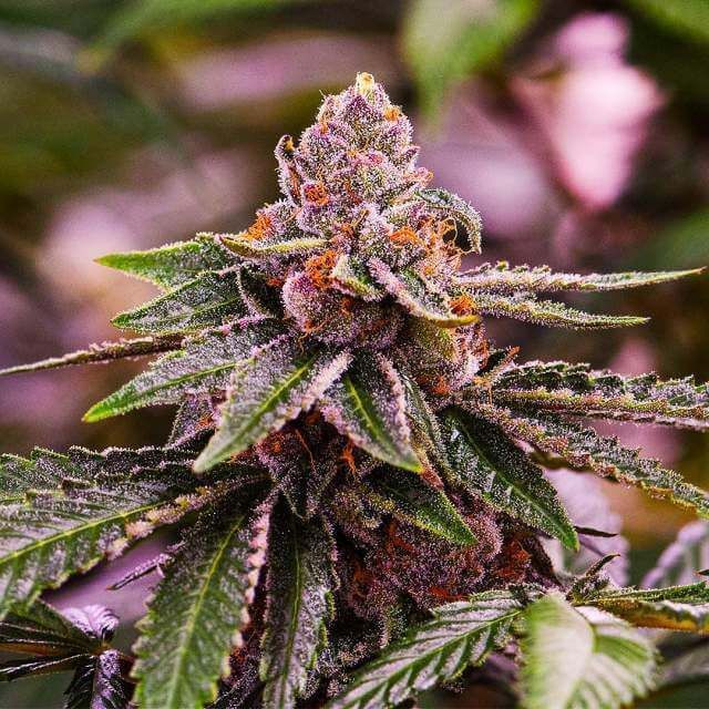 CANNABIS LADIES - daughter ma-1 ネイビー Girl Scout Cookies Feminised Seeds | Buy from Seedsman