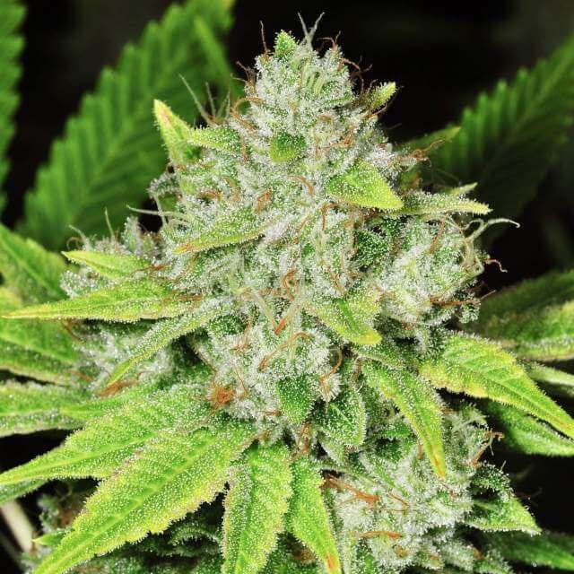 Original Glue Auto Feminised Seeds - 5-NV-ORGL-AUTO