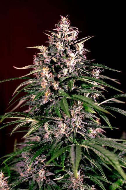 Dosi Auto Feminised Seeds - 5-G13L-DOSI-AUTO-FEM-5
