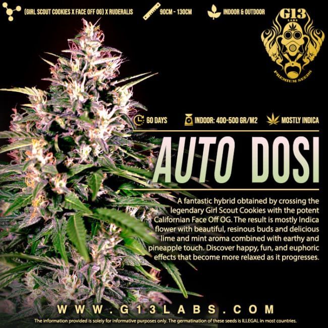 Dosi Auto Feminised Seeds - 5-G13L-DOSI-AUTO-FEM-5