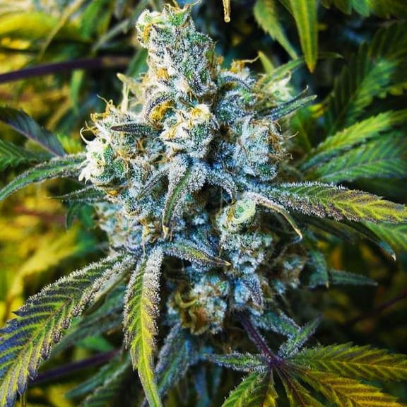 Super Silver Haze Regular Seeds - 10-NV-SSH-REG