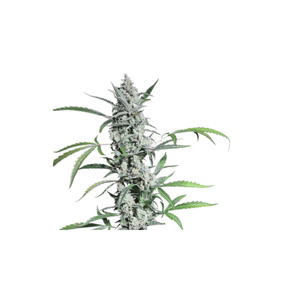 Fat Pete's Cookies Auto Feminised Seeds - 8-SSSC-FPC-AUTO-FEM-8