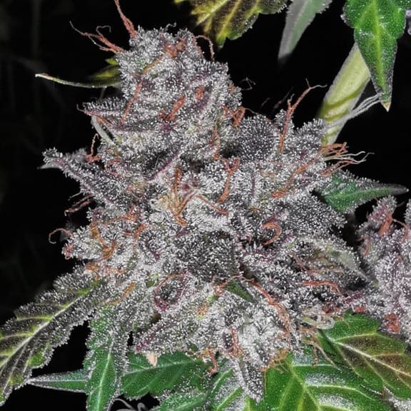 Rainbow Cake Feminised Seeds - 5-PF-019-F5