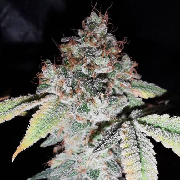 Rainbow Cake Feminised Seeds - 5-PF-019-F5