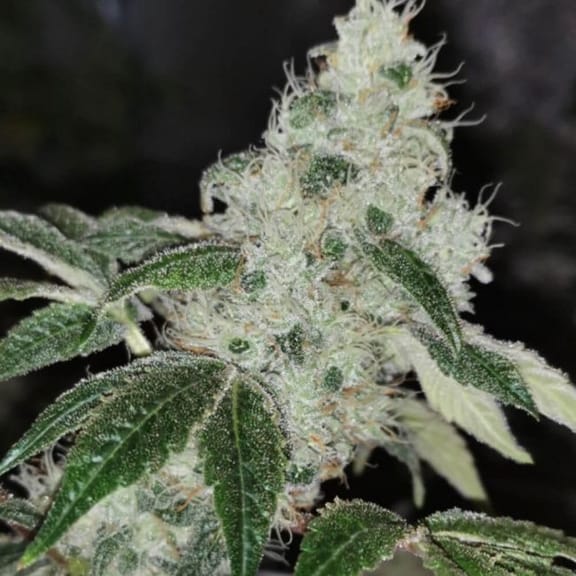 Sowah Sherbert Feminised Seeds - 5-PF-020-F5