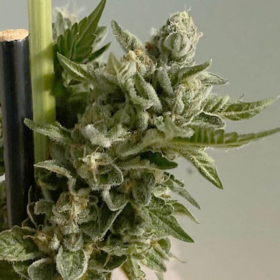 Biscotti 2.0 Feminised Seeds - 6-PLUG-021-F6