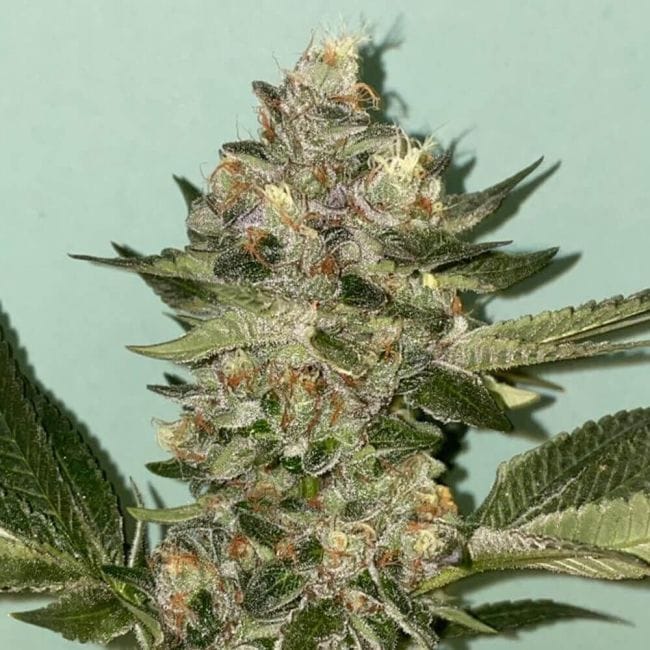 Biscotti 2.0 Feminised Seeds - 6-PLUG-021-F6