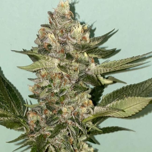 Biscotti 2.0 Feminised Seeds - 6-PLUG-021-F6