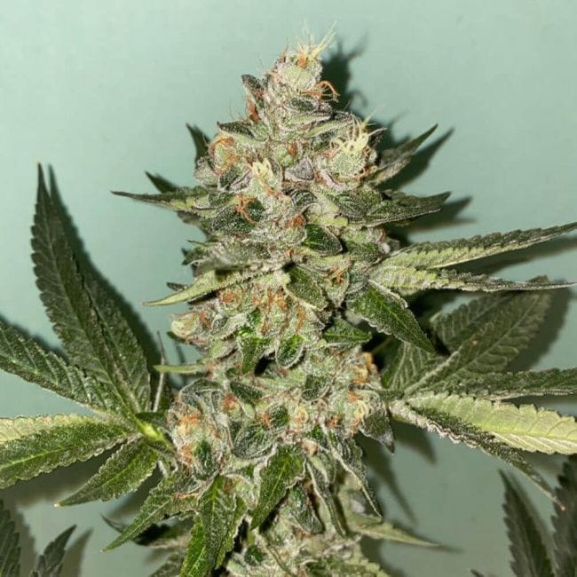 Biscotti 2.0 Feminised Seeds - 6-PLUG-021-F6