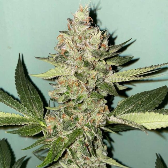 Biscotti 2.0 Feminised Seeds - 6-PLUG-021-F6