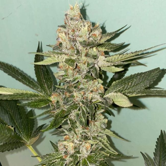 Biscotti 2.0 Feminised Seeds - 6-PLUG-021-F6