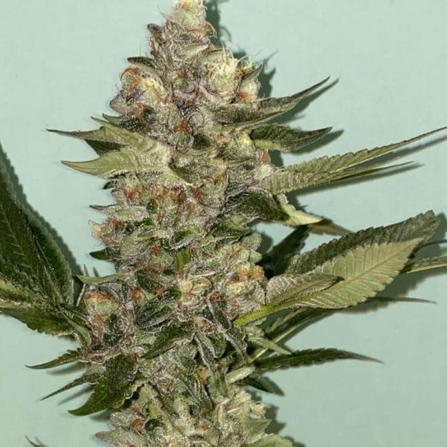 Biscotti 2.0 Feminised Seeds - 6-PLUG-021-F6