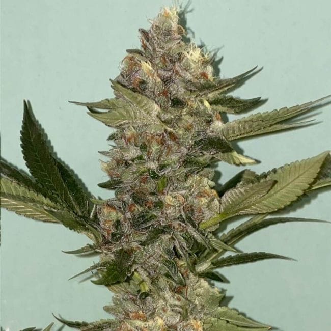 Biscotti 2.0 Feminised Seeds - 6-PLUG-021-F6