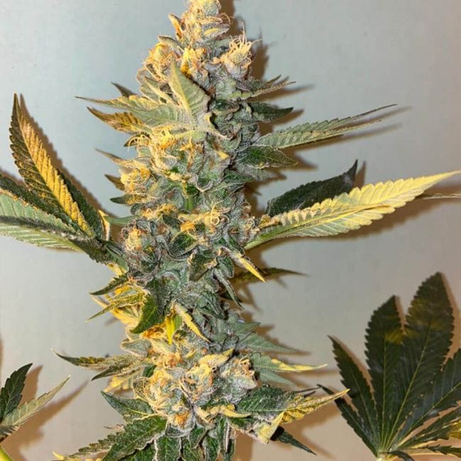 Biscotti 2.0 Feminised Seeds - 6-PLUG-021-F6