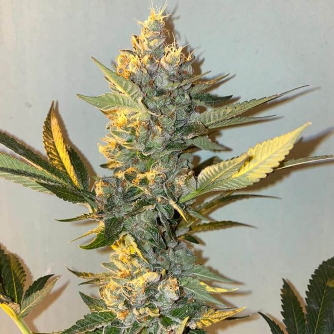 Biscotti 2.0 Feminised Seeds - 6-PLUG-021-F6