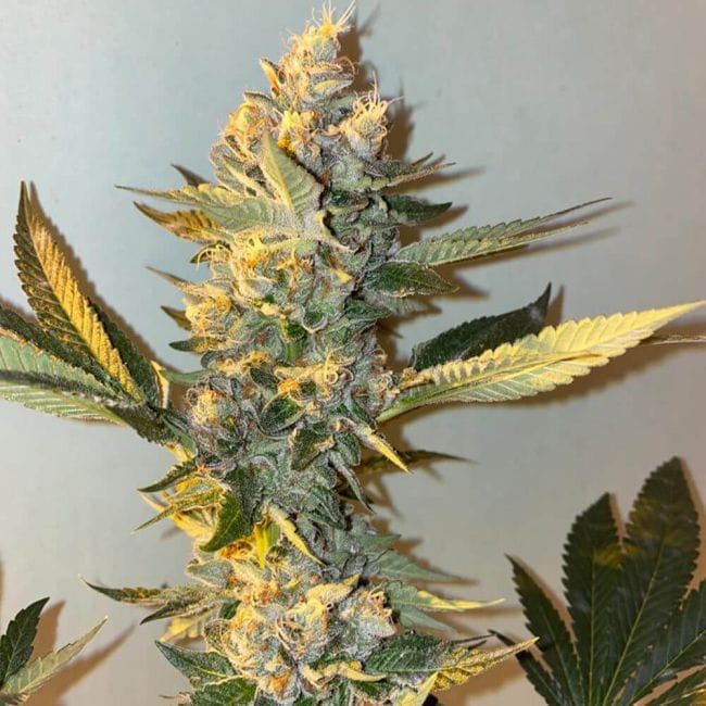 Biscotti 2.0 Feminised Seeds - 6-PLUG-021-F6