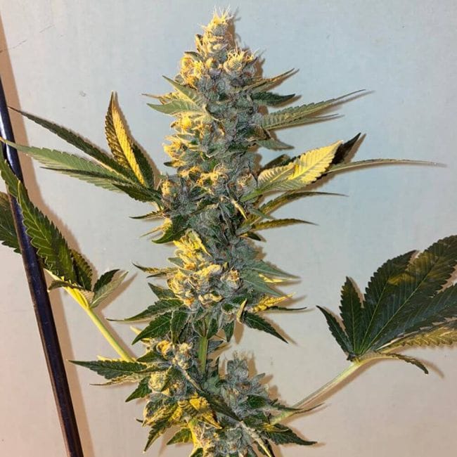 Biscotti 2.0 Feminised Seeds - 6-PLUG-021-F6