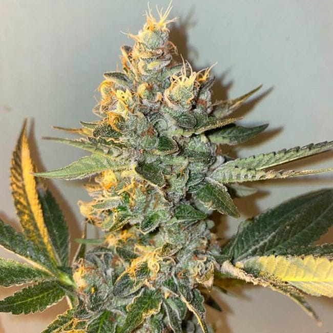 Biscotti 2.0 Feminised Seeds - 6-PLUG-021-F6