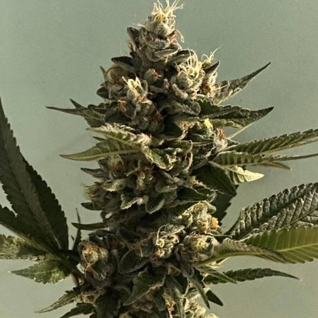 Biscotti 2.0 Feminised Seeds - 6-PLUG-021-F6