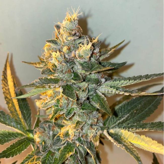 Biscotti 2.0 Feminised Seeds - 6-PLUG-021-F6