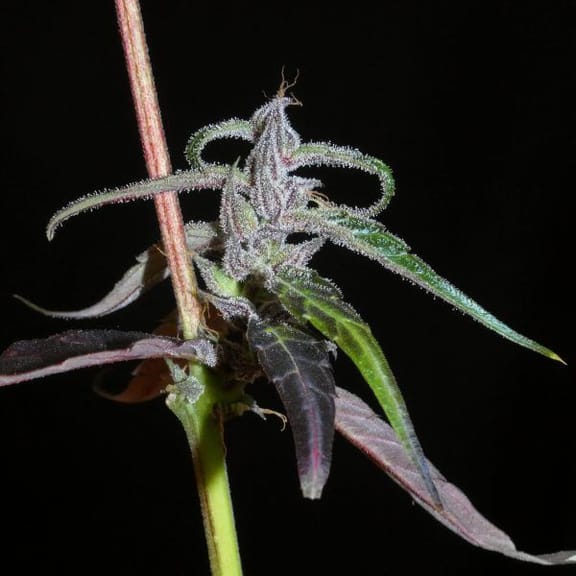 Muang Sing Lao Highland Tribe Regular Seeds - 12-KHA-LAOHI-REG-12