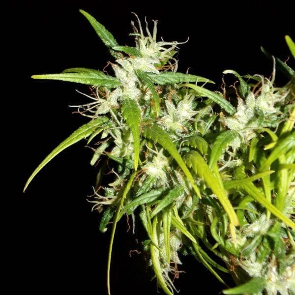 Kerala Chellakutti Regular Seeds - 12-KHA-CHELLA-REG-12