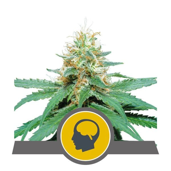 Amnesia Haze редовен семена - 10-RQS-AH-REG-10