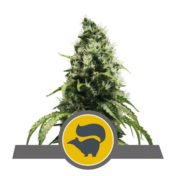 Skunk XL κανονικός σπόροι - 10-RQS-SKXL-REG-10
