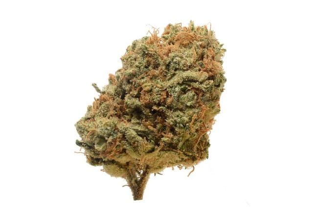 Critical Mass Regular Seeds - 10-AMG-CRMASS-REG-10