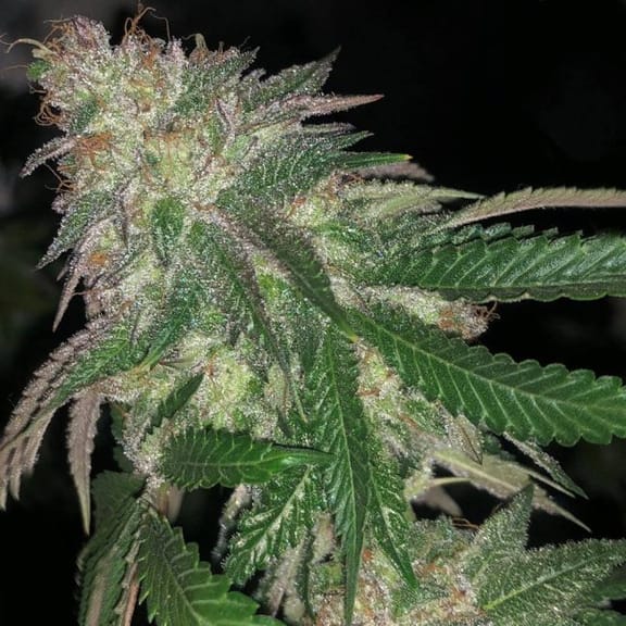 Kuntz Feminised Seeds - 5-PF-021-F5