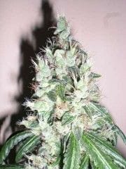 Jamaican OG Feminised Seeds - 6-CC-014-F6