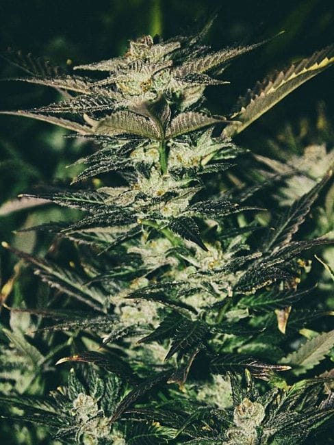 Jupiter OG Kush Feminised Seeds - 6-CC-JOGK-FEM-6