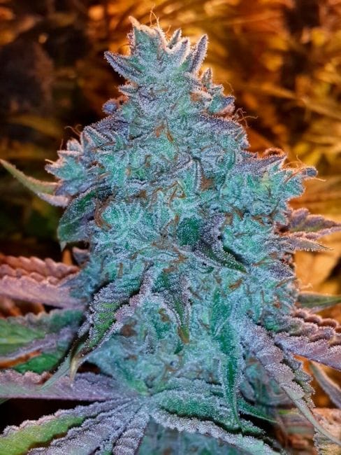 Girl Scout Cookies Auto Feminised Seeds - 6-CC-GSC-AUTO-FEM-6