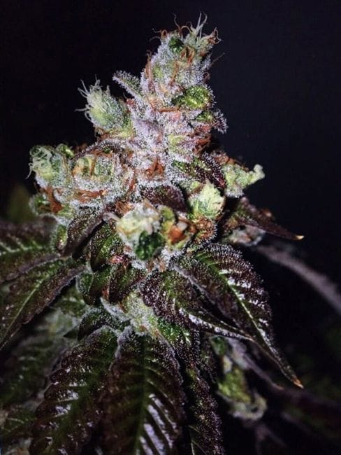 Island Punch Auto Feminised Seeds - 6-CC-IP-AUTO-FEM-6