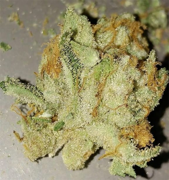 Jack the Ripper Feminised Seeds - 5-TGA-JTR-FEM-5