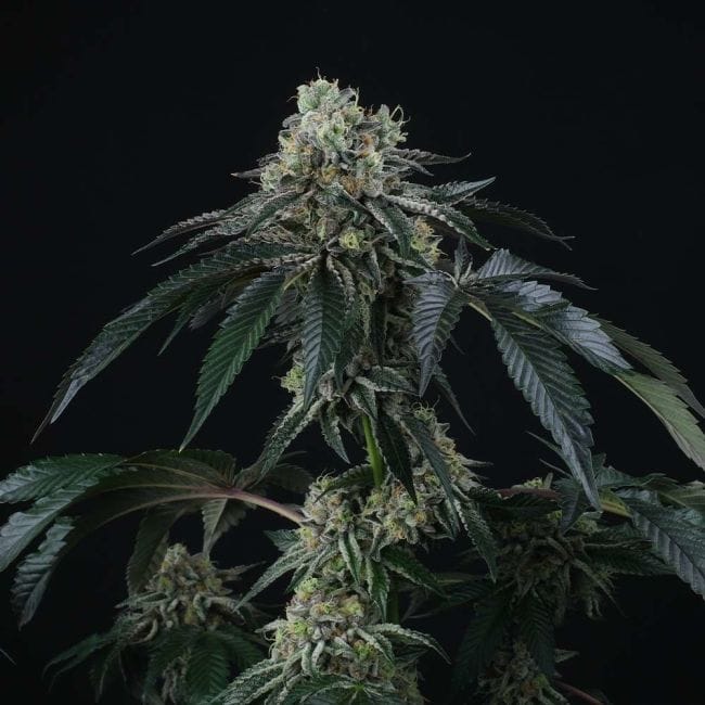 Bingsu Regular Seeds - 12-PTS-BING-REG-12