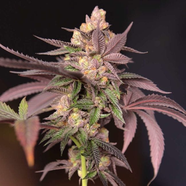 Cherry Tini Regular Seeds - 12-PTS-CT-REG-12