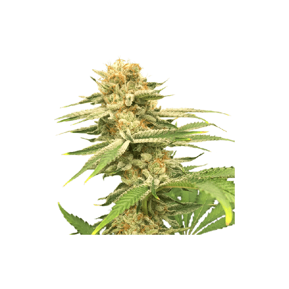 Friesland Regular Seeds - 12-SSSC-FR-REG-12