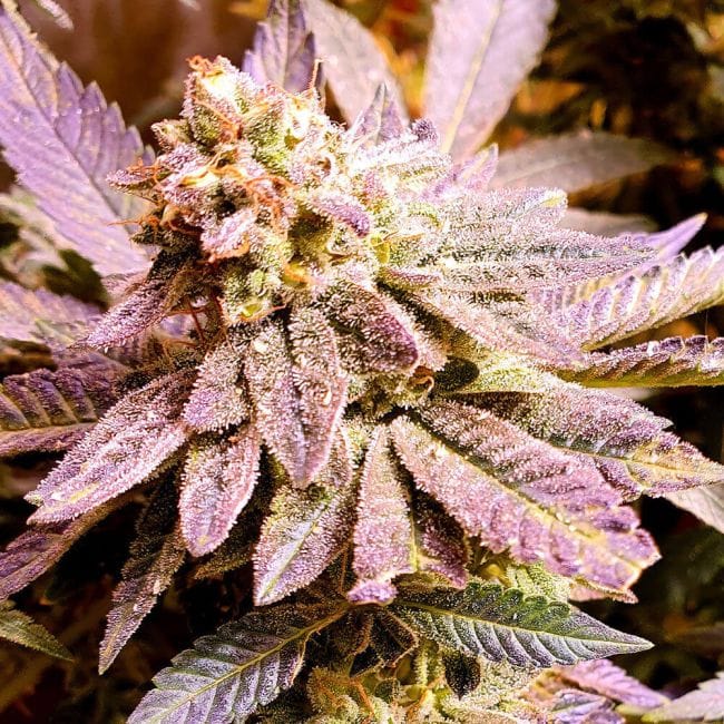 Brute Rose Feminised Seeds - 6-HS-061F-6