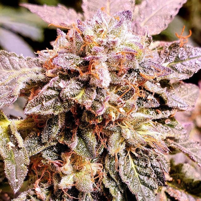 Brute Rose Feminised Seeds - 6-HS-061F-6