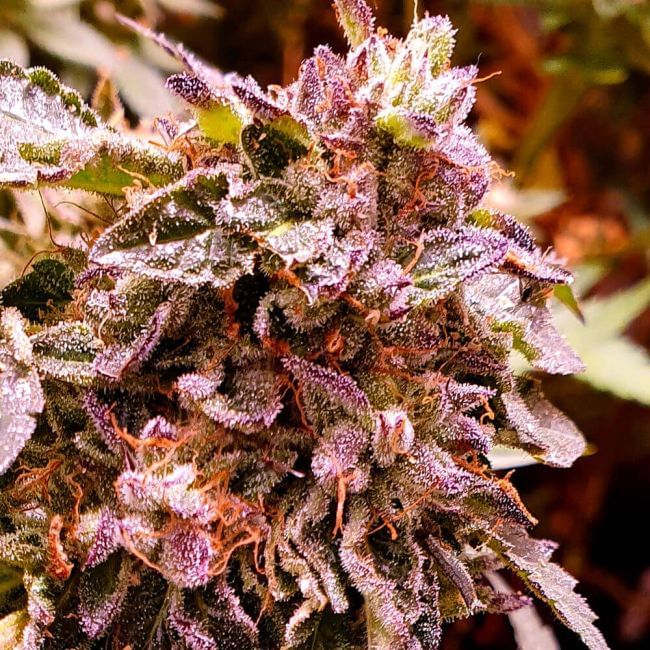 Brute Rose Feminised Seeds - 6-HS-061F-6