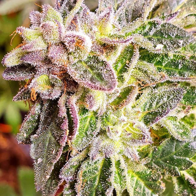 Brute Rose Feminised Seeds - 6-HS-061F-6