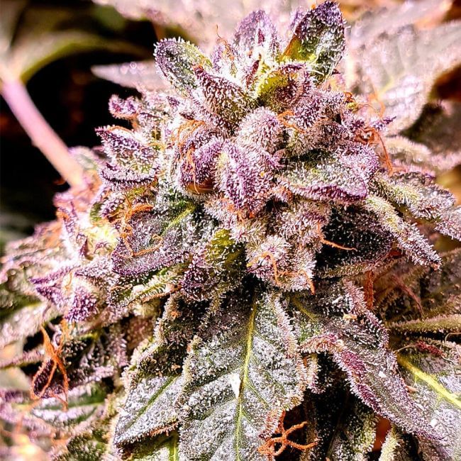 Brute Rose Feminised Seeds - 6-HS-061F-6