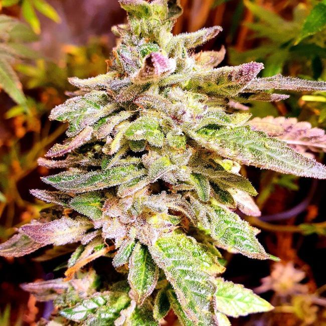 Brute Rose Feminised Seeds - 6-HS-061F-6