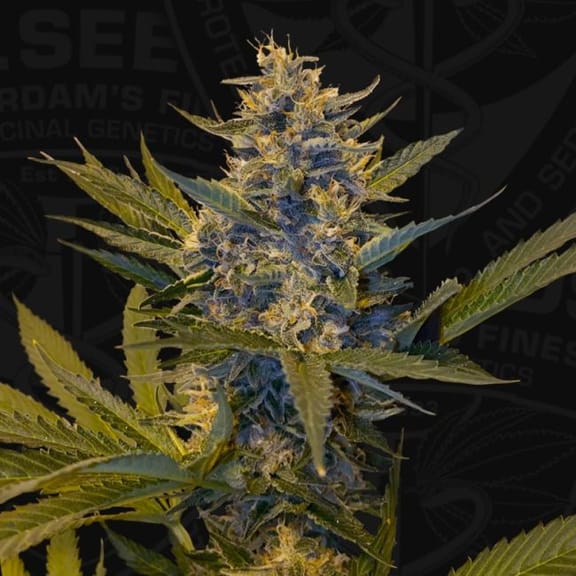 Melonsicle Feminised Seeds - 6+1-THS-MEL-FEM-6+1
