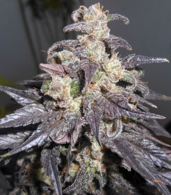 Kali China Feminised Seeds - Breeders Pack - 20-ACEKLCH-BP-FEM-20