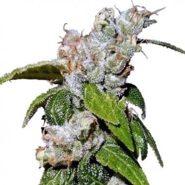 Green Haze 19 A5 Feminised Seeds - 5-ACEGH19FEM5