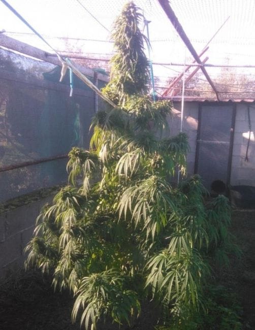 Green Haze 19 A5 Feminised Seeds - 5-ACEGH19FEM5